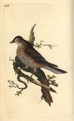 Misteldrossel, Turdus viscivorus. Håndkoloreret kobberstik tegnet og graveret af Edward Donovan efter hans egen "Natural History of British Birds", London