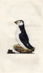 Munkeskære. Fratercula arctica (Alca arctica). Kobberstik af Edward Donovan (1768-1837), udgivet i Natural History of British Birds, London