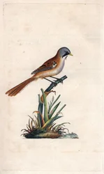 Overskægspanering (passeriform). Panurus biarmicus (Parus biarmicus). Kobberstik af Edward Donovan (1768-1837), udgivet i Natural History of British Birds, London