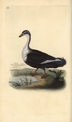 Moskusand (variant), Cairina moschata. Håndfarvet kobberplade tegnet og graveret af Edward Donovan fra hans egen "Natural History of British Birds," London