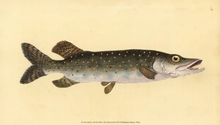 Nordlig gedde, Esox lucius. Håndfarvet kobberplade tegnet og indgraveret af Edward Donovan fra hans Natural History of British Fishes, Donovan og F.C. og J. Rivington, London
