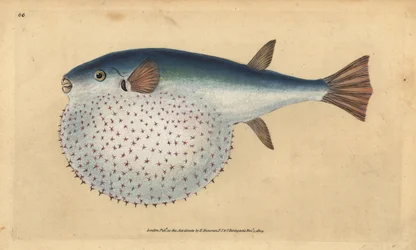 Oceanisk puffer, Lagocephalus lagocephalus (Stelleret globe-fisk, Tetrodon stellatus). Håndfarvet kobberplade tegnet og indgraveret af Edward Donovan fra hans Natural History of British Fishes, Donovan og F.C. og J. Rivington, London