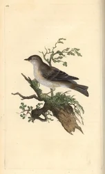 Orphean warbler, Sylvia hydrtensis, eller større pettychaps. Håndkoloreret kobberstik tegnet og graveret af Edward Donovan efter hans egen "Natural History of British Birds", London