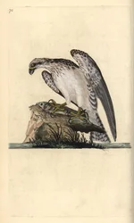 Fiskeørn, Pandion haliaetus, stående på en fanget fisk. Håndfarvet kobberplade tegnet og graveret af Edward Donovan fra hans egen "Natural History of British Birds," London
