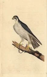 Vandrefalk, Falco peregrinus, lænket til en gren. Håndfarvet kobberplade tegnet og graveret af Edward Donovan fra hans egen "Natural History of British Birds," London