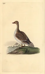 Nålehale, Anas acuta, hun. Håndfarvet kobberplade tegnet og graveret af Edward Donovan fra hans egen "Natural History of British Birds," London