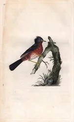 Pitchou warf. Sylvia undata (Sylvia dartfordiensis). Kobberstik af Edward Donovan (1768-1837), udgivet i Natural History of British Birds, London