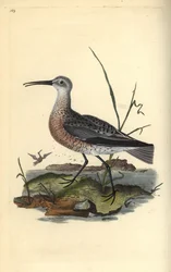 Pygmæ eller lille krølle, Numenius minutus. Håndfarvet kobberplade tegnet og graveret af Edward Donovan fra hans egen "Natural History of British Birds," London
