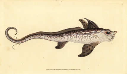 Kaninfisk eller havuhyre, Chimaera monstrosa. Nær truet. Håndfarvet kobberplade tegnet og indgraveret af Edward Donovan fra hans Natural History of British Fishes, Donovan og F.C. og J. Rivington, London