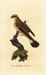 Rødrygget tobbe, Lanius collurio