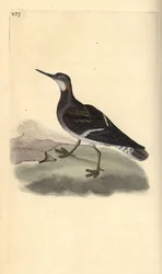 Rødhalset phalarope, Phalaropus lobatus. Håndfarvet kobberplade tegnet og graveret af Edward Donovan fra hans egen "Natural History of British Birds," London