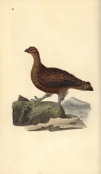 Skotsk urhøne (hun), Lagopus scotica. Håndkoloreret kobberstik tegnet og graveret af Edward Donovan fra hans egen „Naturhistorie over britiske fugle”, London