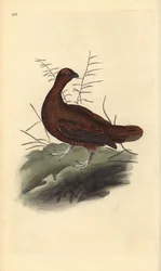 Skotsk urhøne, Lagopus lagopus scotica. Håndkoloreret kobberstik tegnet og graveret af Edward Donovan fra hans egen „Naturhistorie over britiske fugle”, London