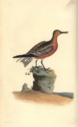Rød knude, Calidris canutus. Håndkoloreret kobberstik tegnet og graveret af Edward Donovan efter hans egen "Natural History of British Birds", London
