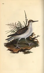 Rød phalarope, Phalaropus fulicarius. Håndfarvet kobberplade tegnet og graveret af Edward Donovan fra hans egen "Natural History of British Birds," London