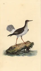 Rød skaft, Tringa totanus. Håndfarvet kobberplade tegnet og graveret af Edward Donovan fra hans egen "Natural History of British Birds," London