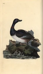 Ringhalset and, Aythya collaris. Håndfarvet kobberplade tegnet og graveret af Edward Donovan fra hans egen "Natural History of British Birds," London