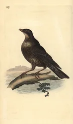 Ringouzel (hun), Turdus torquatus. Håndfarvet kobberplade tegnet og graveret af Edward Donovan fra hans egen "Natural History of British Birds," London