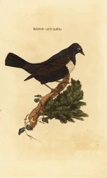 Ringouzel, Drossel