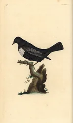 Ringouzel, Turdus torquatus. Håndfarvet kobberplade tegnet og graveret af Edward Donovan fra hans egen "Natural History of British Birds," London