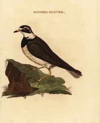 Ringhøne, Charadrius hiaticula