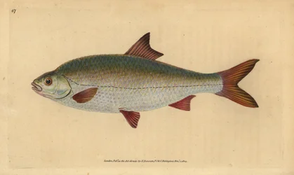 Roach, Rutilus rutilus (Cyprinus ritulus). Håndfarvet kobberplade tegnet og indgraveret af Edward Donovan fra hans Natural History of British Fishes, Donovan og F.C. og J. Rivington, London