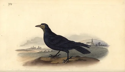 Rook, Corvus frugilegus. Håndfarvet kobberplade tegnet og graveret af Edward Donovan fra hans egen "Natural History of British Birds," London
