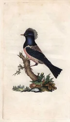 Stærfink. Sturnus roseus (Turdus roseus). Kobberstik af Edward Donovan (1768-1837), udgivet i Natural History of British Birds, London