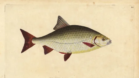 Rudd, Scardinius erythrophthalmus (Røde øjne, Cyprinus erythrophthalmus). Håndfarvet kobberplade tegnet og indgraveret af Edward Donovan fra hans Natural History of British Fishes, Donovan og F.C. og J. Rivington, London