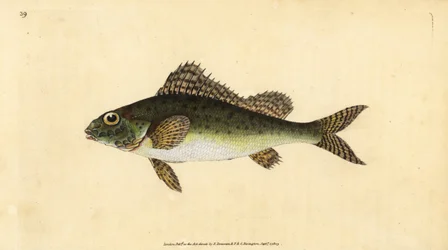 Ruffe, Gymnocephalus cernua (Perca cernua). Håndfarvet kobberplade tegnet og indgraveret af Edward Donovan fra hans Natural History of British Fishes, Donovan og F.C. og J. Rivington, London