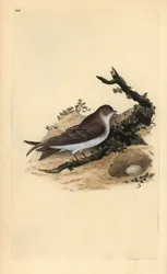 Sandmartin, Riparia riparia, med rede og æg. Håndfarvet kobberplade tegnet og indgraveret af Edward Donovan fra hans egen "Natural History of British Birds" (1794-1819). Edward Donovan (1768-1837) var en anglo-irsk amatørzoolog, forfatter, kunstner og