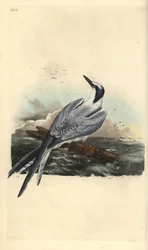 Splitterne, Thalasseus sandvicensis. Håndkoloreret kobberstik tegnet og graveret af Edward Donovan fra hans egen „Natural History of British Birds“, London
