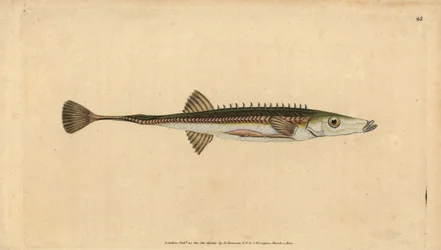 Havstikleback, Spinachia spinachia (Femten-pigget stickleback, Gasterosteus spinachia). Håndfarvet kobberplade tegnet og indgraveret af Edward Donovan fra hans Natural History of British Fishes, Donovan og F.C. og J. Rivington, London