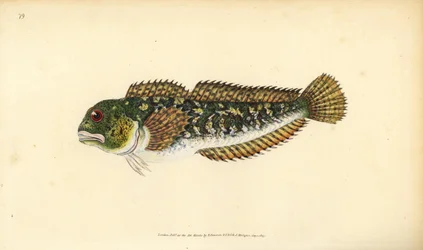 Shanny, Lipophrys pholis (Glad blenny, Blennius pholis). Håndfarvet kobberplade tegnet og indgraveret af Edward Donovan fra hans Natural History of British Fishes, Donovan og F.C. og J. Rivington, London