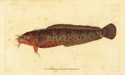 Kystgylle, Gaidropsarus mediterraneus (Treskægget torsk eller klippe, Gadus tricirratus). Håndfarvet kobberplade tegnet og indgraveret af Edward Donovan fra hans Natural History of British Fishes, Donovan og F.C. og J. Rivington, London