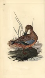 Shoveler and (hun), Anas clypeata. Håndfarvet kobberplade tegnet og graveret af Edward Donovan fra hans egen "Natural History of British Birds," London