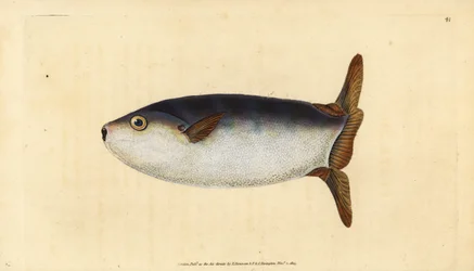 Slank solfisk, Ranzania laevis (Tetrodon truncatus). Håndkoloreret kobberstik tegnet og graveret af Edward Donovan fra hans Natural History of British Fishes, Donovan and F.C. and J. Rivington, London