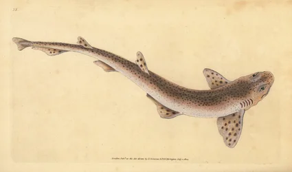 Lille plettet haj, Scyliorhinus canicula (mindre plettet haj, Squalus catulus). Håndfarvet kobberplade tegnet og indgraveret af Edward Donovan fra hans Natural History of British Fishes, Donovan og F.C. og J. Rivington, London
