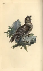 Mindre blyant- eller sibirisk øreugle, Strix pulchella. (Scops ugle, Otus scops?) Håndfarvet kobberplade tegnet og indgraveret af Edward Donovan fra hans egen "Natural History of British Birds," London