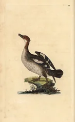 Smew, Mergellus albellus, hun. Håndfarvet kobberplade tegnet og graveret af Edward Donovan fra hans egen "Natural History of British Birds," London