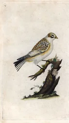 Snespurv. Plectrophenax nivalis (Emberiza nivalis). Kobberstik af Edward Donovan (1768-1837), udgivet i Histoire naturelle des oiseaux britanniques, London