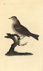 Sangdrossel, Turdus philomelos. Håndfarvet kobberplade tegnet og graveret af Edward Donovan fra hans egen "Natural History of British Birds," London