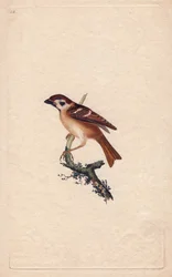 Spurv. Montanus-pas. Kobberstik af Edward Donovan (1768-1837), udgivet i Natural History of British Birds, London