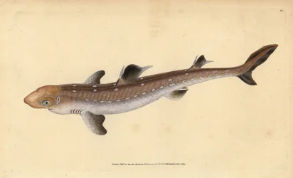 Piggehaj, Squalus acanthias (plukket haj eller hundefisk). Sårbar. Håndfarvet kobberplade tegnet og indgraveret af Edward Donovan fra hans Natural History of British Fishes, Donovan og F.C. og J. Rivington, London