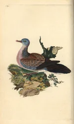 Plettet due eller pancou, Spilopelia chinensis. Håndkoloreret kobberstik tegnet og graveret af Edward Donovan efter hans egen "Natural History of British Birds", London