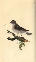 Plettet fluesnapper, Muscicapa striata. Håndkoloreret kobberstik tegnet og graveret af Edward Donovan efter hans egen "Natural History of British Birds", London