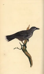 Plettet nøddeknækker, Nucifraga caryocatactes. Håndfarvet kobberplade tegnet og graveret af Edward Donovan fra hans egen "Natural History of British Birds," London