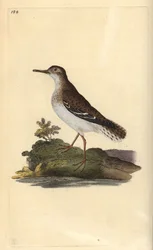 Plettet sandpiper, Actitis macularia. Håndfarvet kobberplade tegnet og graveret af Edward Donovan fra hans egen "Natural History of British Birds," London