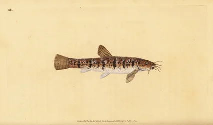 Stenpikker, Barbatula barbatula (Skægpikker, Cobitis barbatula). Håndkoloreret kobberstik tegnet og graveret af Edward Donovan fra hans Natural History of British Fishes, Donovan and F.C. and J. Rivington, London