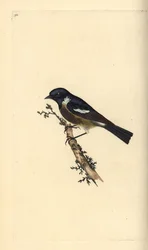 Stonechat, Saxicola rubicola. Håndfarvet kobberplade tegnet og graveret af Edward Donovan fra hans egen "Natural History of British Birds," London